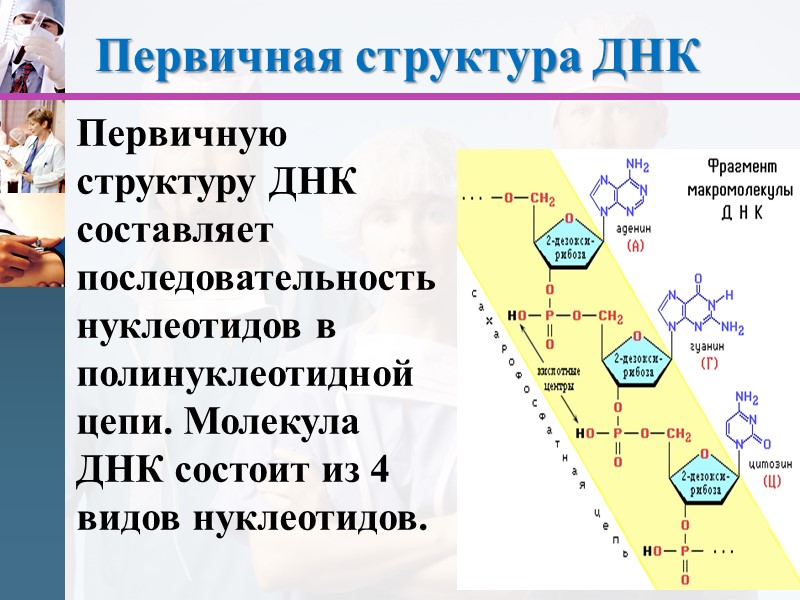 Первичная структура ДНК Первичную структуру ДНК составляет последовательность нуклеотидов в полинуклеотидной цепи. Молекула ДНК